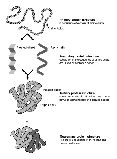 3-Dimensional Protein Structures