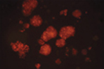 Image of CytoSelect LDH Cytotoxicity Assay Kit